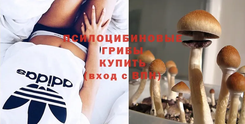 наркотики  Дальнереченск  Галлюциногенные грибы Cubensis 